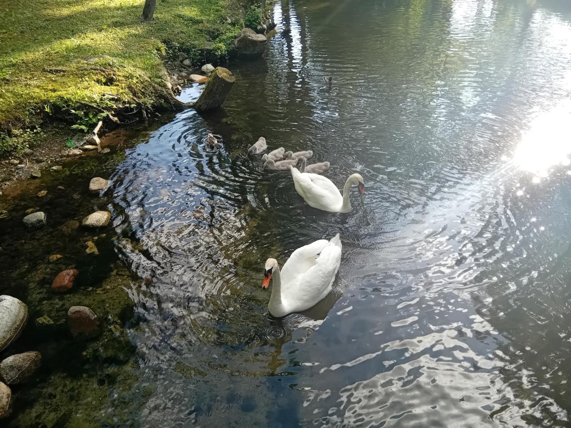 Pokoje Goscinne Sloneczny Klon Dabrowno Buitenkant foto