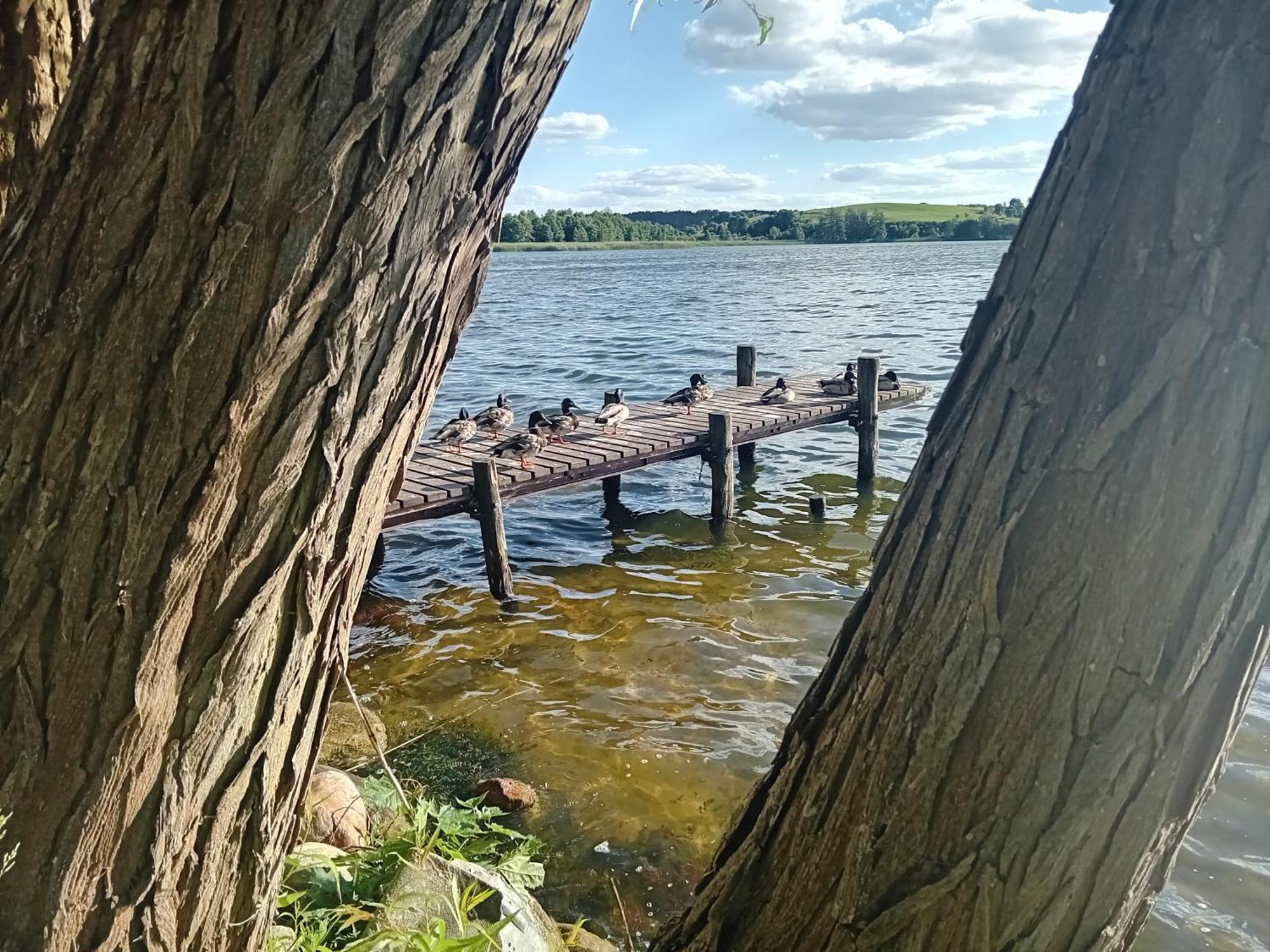 Pokoje Goscinne Sloneczny Klon Dabrowno Buitenkant foto